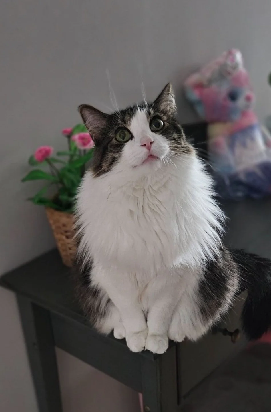 Esme the cat